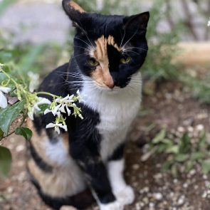 A calico beauty sitting outside