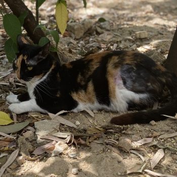 A calico beauty relaxing outside