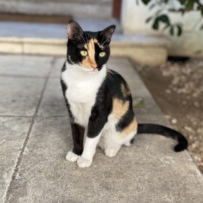 A calico beauty sitting on a sidewalk