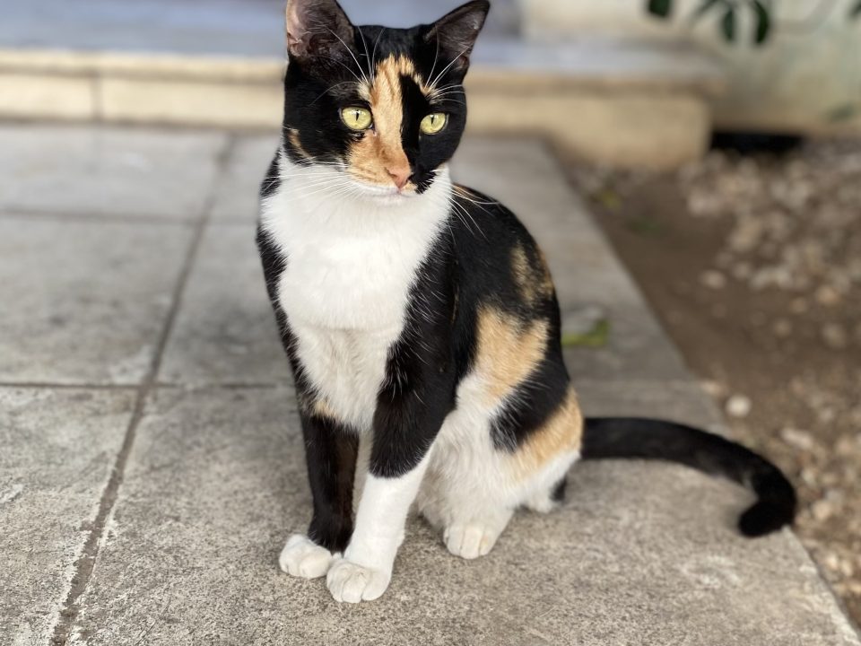 A calico beauty sitting on a sidewalk