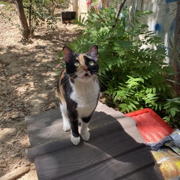 A calico beauty outside, focused on something off camera