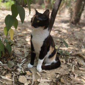 A calico beauty sitting outside