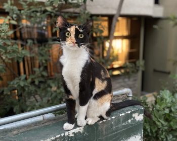 A calico beauty perched on a wall