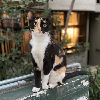 A calico beauty perched on a wall