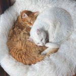 Two 2-year-old cats for adoption cuddle