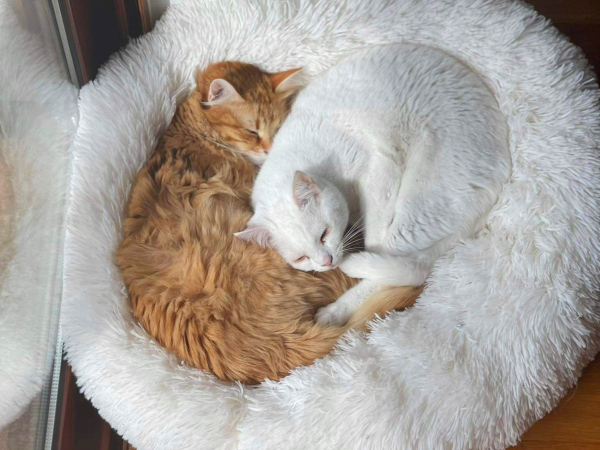 Two 2-year-old cats for adoption cuddle