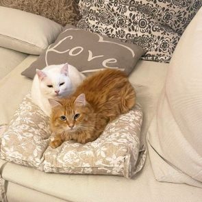 Two 2-year-old cats siting together on a pillow