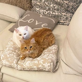 Two 2-year-old cats siting together on a pillow