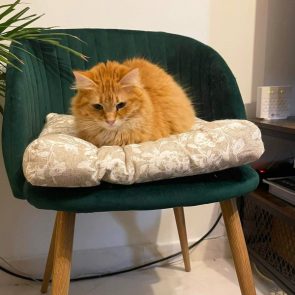 One of two 2-year-old cats for adoption sits on a chair