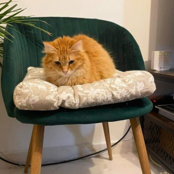 One of two 2-year-old cats for adoption sits on a chair