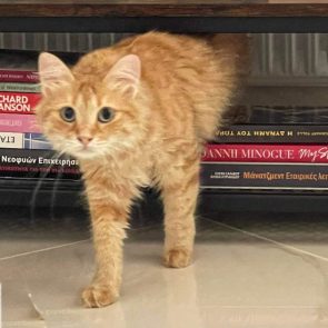 One of two 2-year-old cats for adoption climbing off a pile of books