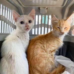Two 2-year-old cats for adoption when first rescued