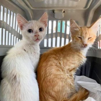 Two 2-year-old cats for adoption when first rescued