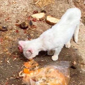 One of two 2-year-old cats for adoption eating in the street.