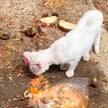 One of two 2-year-old cats for adoption eating in the street.