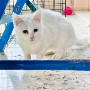 This sweet white cat is one of two 2-year-old cats for adoption