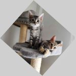 Two sweet female kittens sitting on a cat treeBilly and Misty are two very sweet female kittens, about 3 months old.