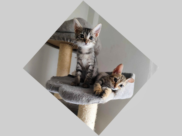 Two sweet female kittens sitting on a cat treeBilly and Misty are two very sweet female kittens, about 3 months old.