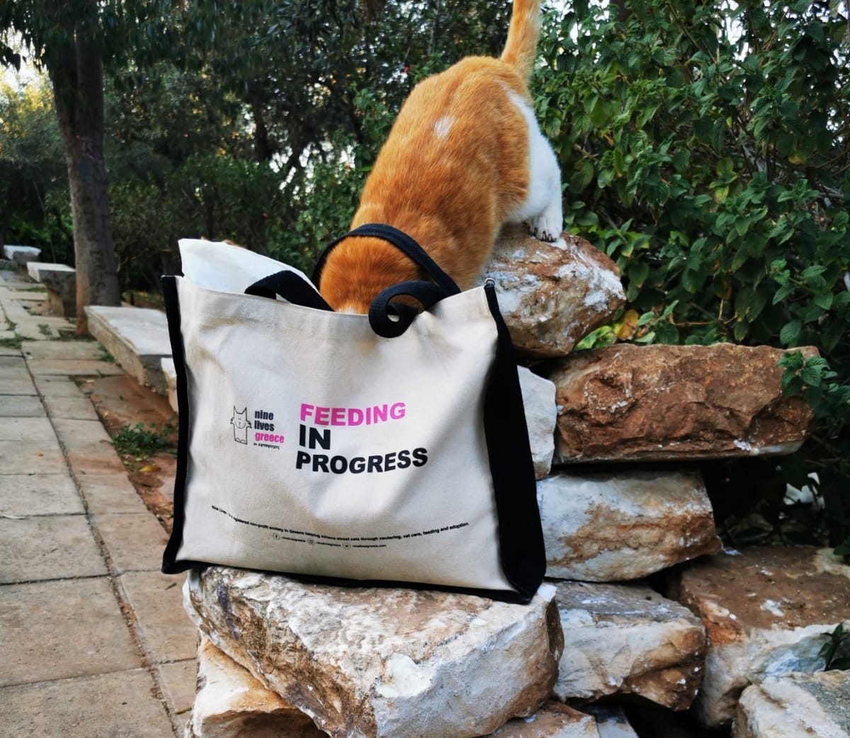 Choosing the Best Food for your Cat - Nine Lives Greece