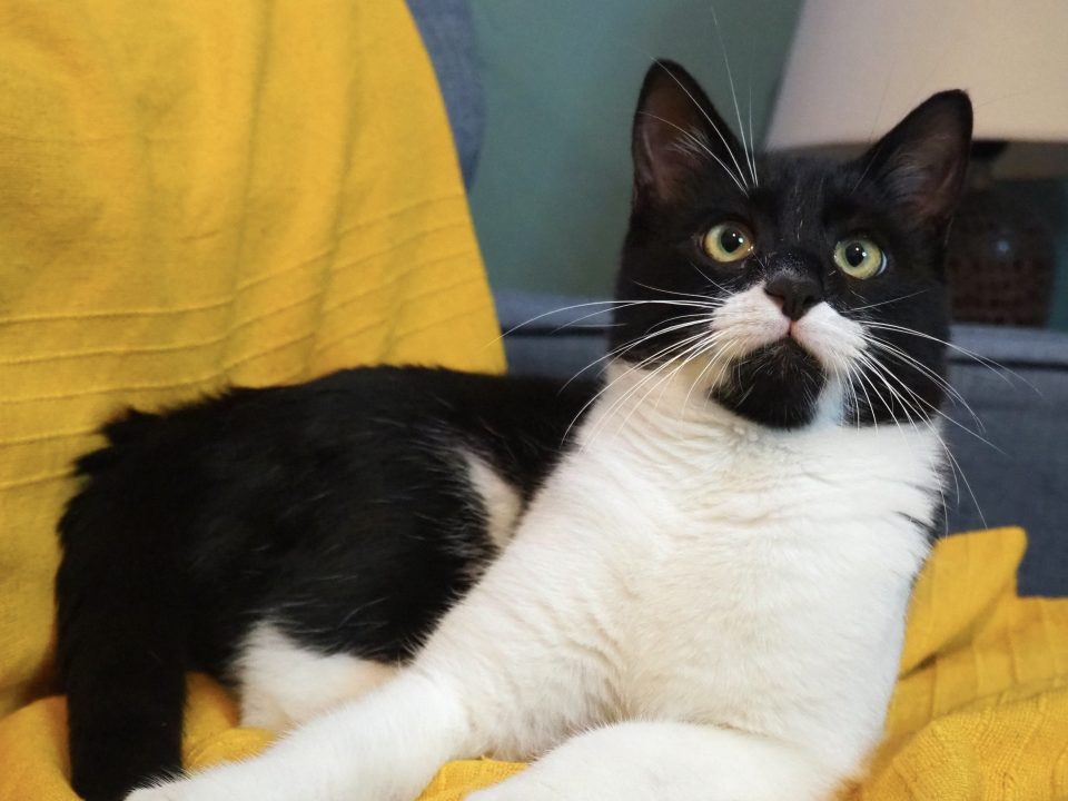Social kitten looking up at camera