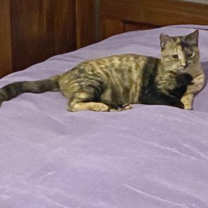 One of several stray cat siblings in her foster home