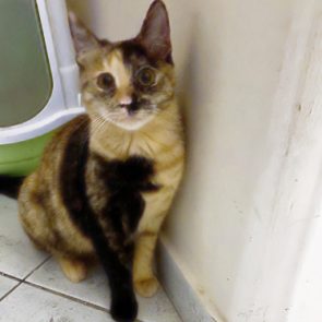 One of several stray cat siblings