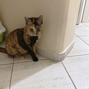 One of several stray cat siblings in her foster home