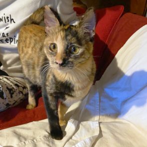 One of several stray cat siblings waiting for a permanent home