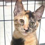 One of several stray cat siblings after being trapped