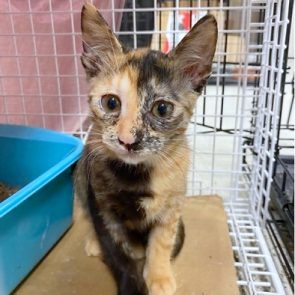 One of several stray cat siblings shortly after being captured