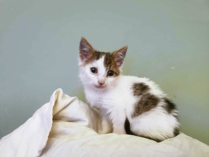 This tiny kitten for adoption is sitting on a bed