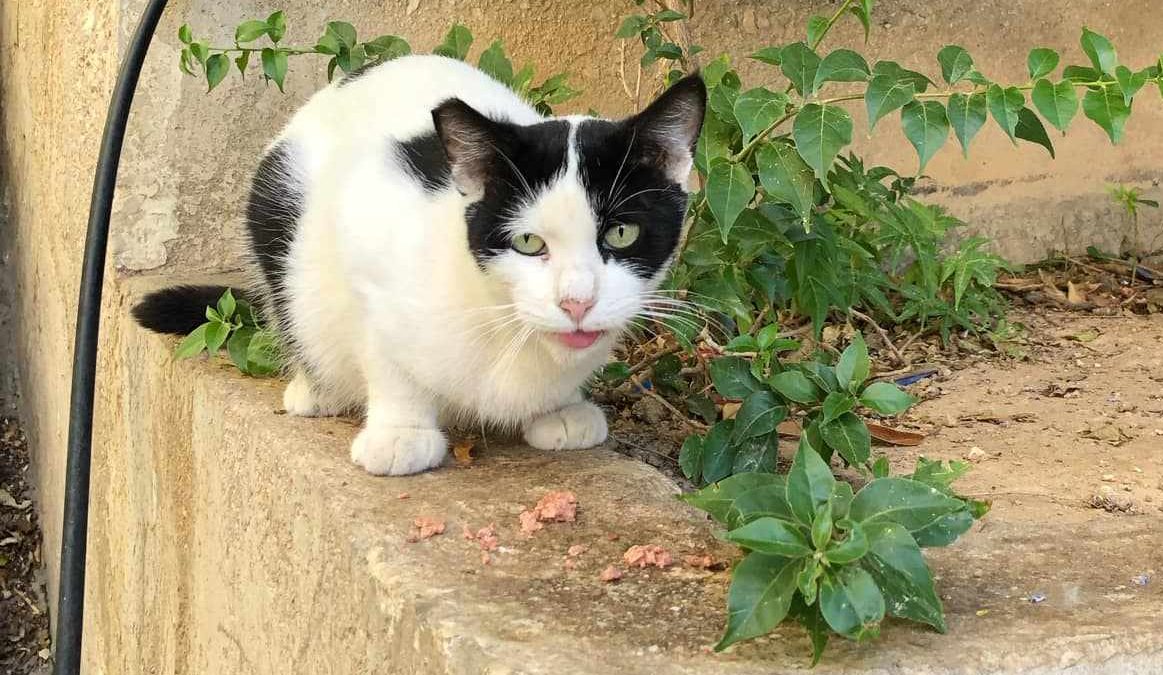 Iris Nine Lives Greece