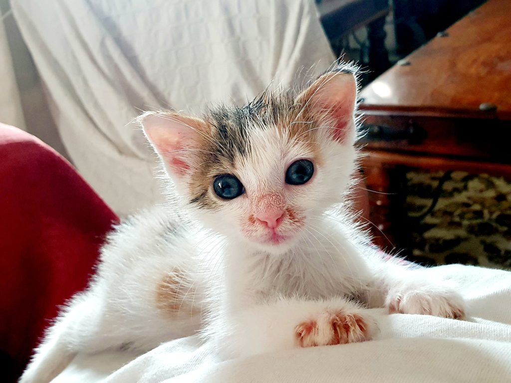 Loulou