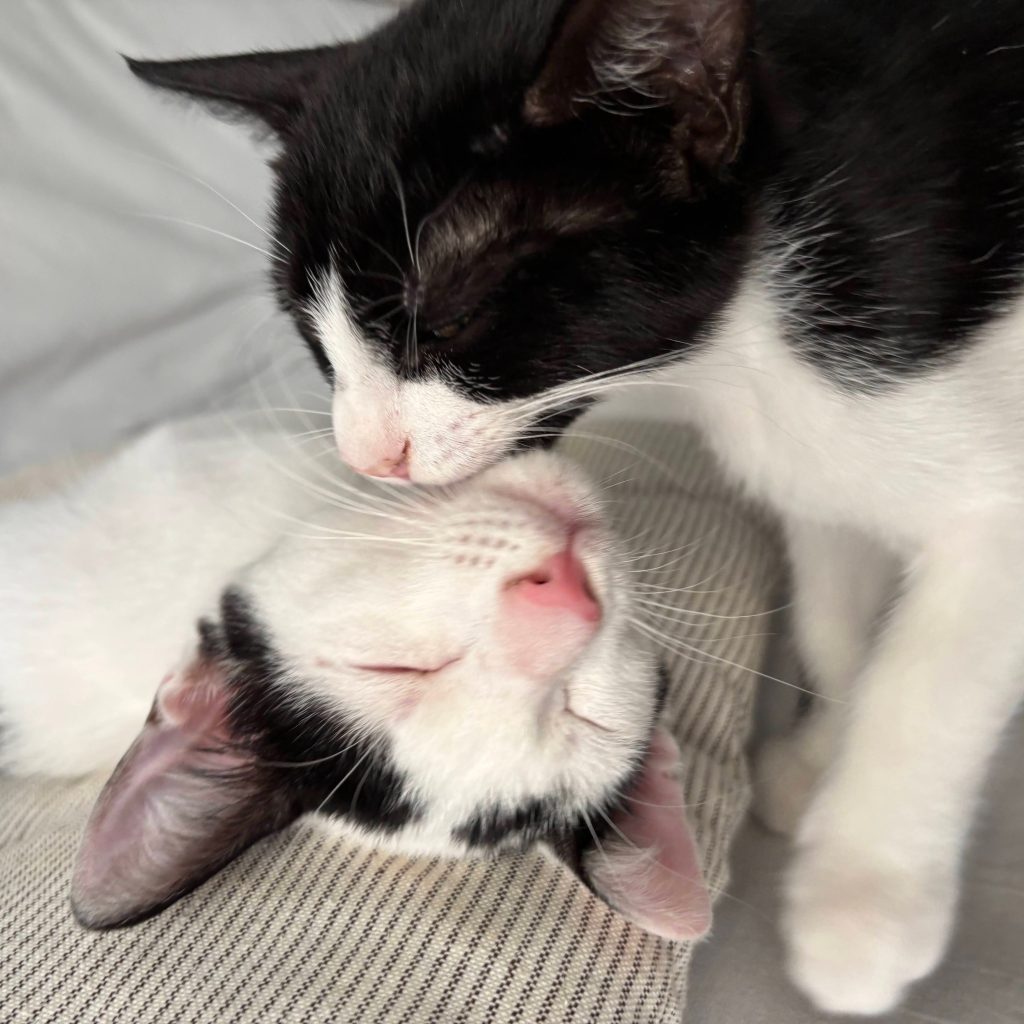 Μούκα και Πίπης