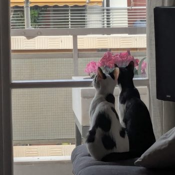 WhatsApp Image 2025-10-18 at 16.25.38