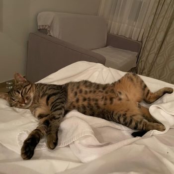 0185ade6-4c52-418d-a857-3cd6a063095f