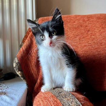 WhatsApp Image 2025-12-17 at 11.34.46 (1)