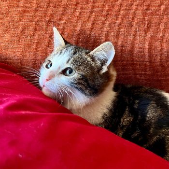 WhatsApp Image 2025-12-17 at 11.34.47 (1)