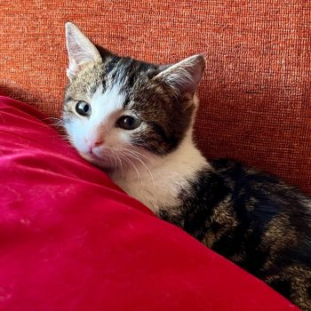 WhatsApp Image 2025-12-17 at 11.34.47 (2)