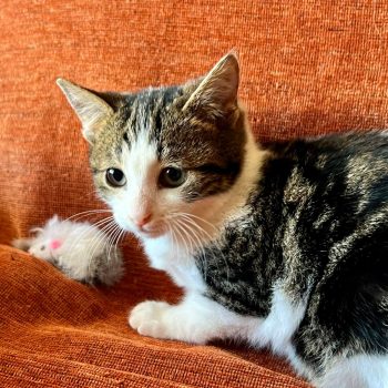 WhatsApp Image 2025-12-17 at 11.34.47 (3)