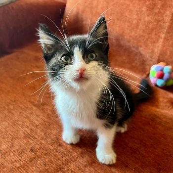 WhatsApp Image 2025-12-17 at 11.34.47 (4)