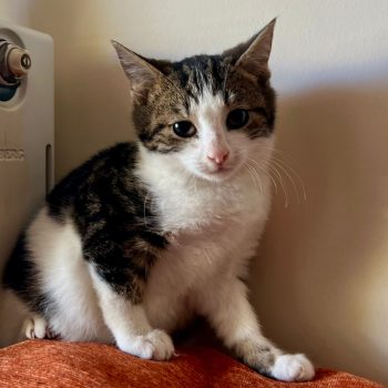 WhatsApp Image 2025-12-17 at 11.34.47 (5)