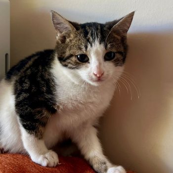 WhatsApp Image 2025-12-17 at 11.34.47 (6)