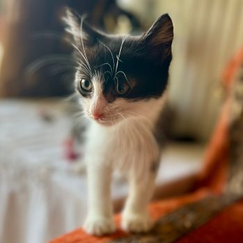 WhatsApp Image 2025-12-17 at 11.34.47 (7)