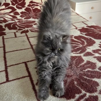 att.ap7mhBO1JCN2DMQRWBVBSr4MDAKqWsZrfFz8SS4nkIg