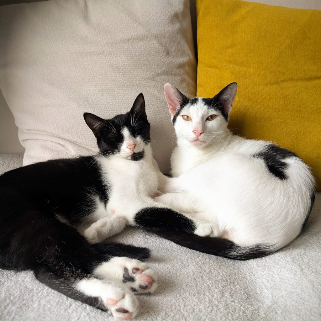 Μούκα και Πίπης